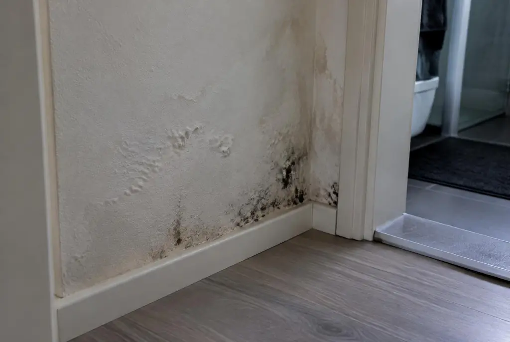 Lekdetectie Zandvoort – vochtplek met schimmel op een muur